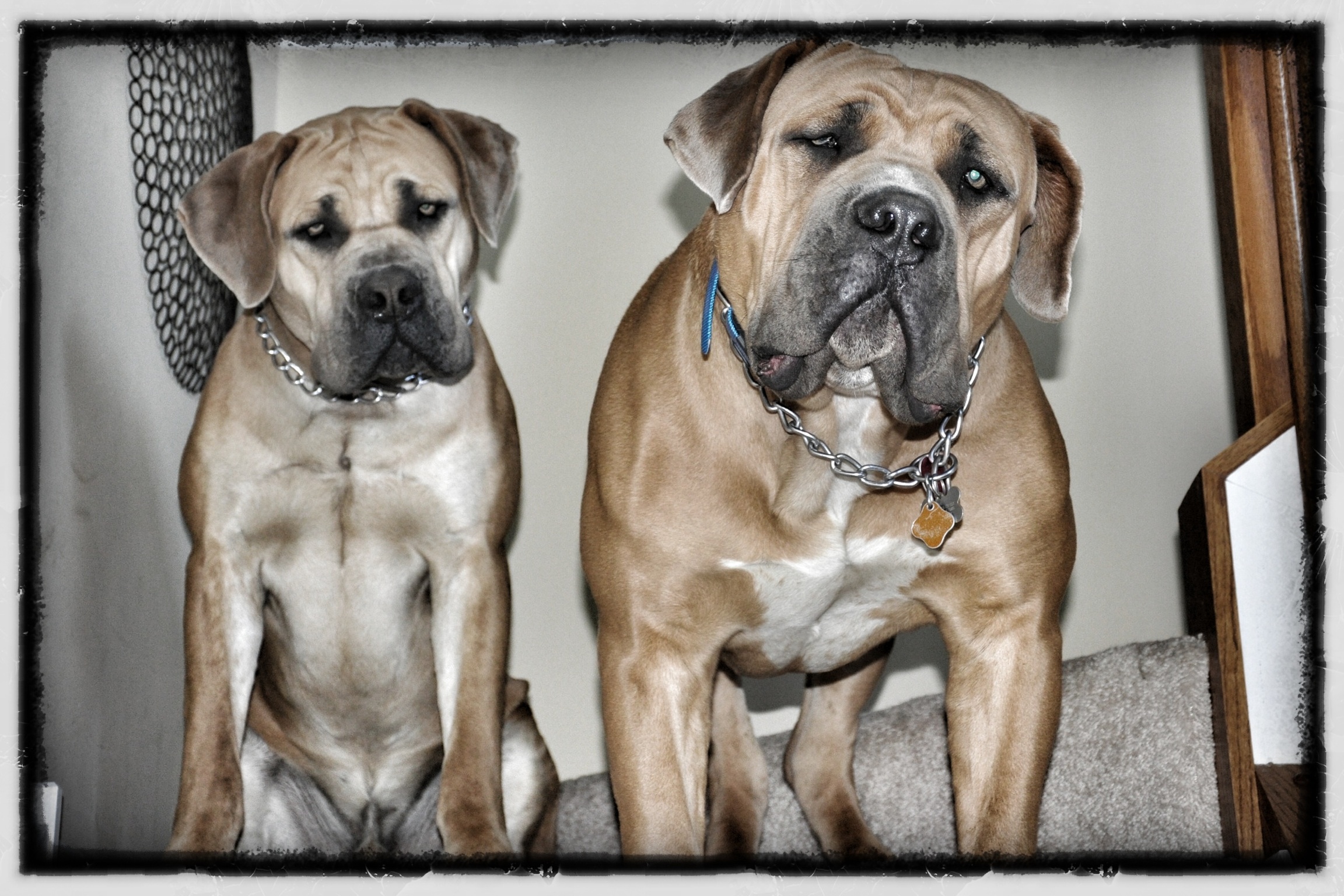 How To Properly Introduce Dogs To Each Other The Dog Network Directory